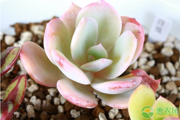 多肉植物濕土干栽、干土干栽、浸盆種植澆水管理